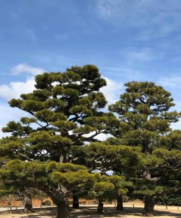 松樹景觀