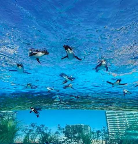 陽光水族館
