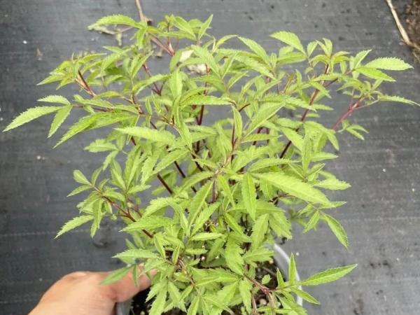 芳香萬壽菊生長環境