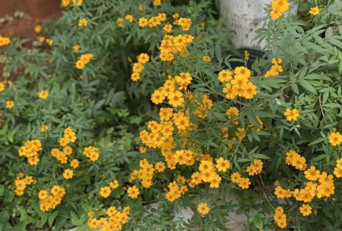 芳香萬壽菊特寫