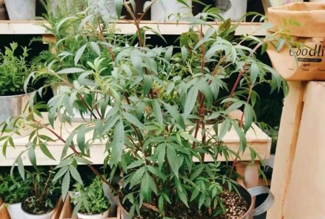 芳香萬壽菊養護